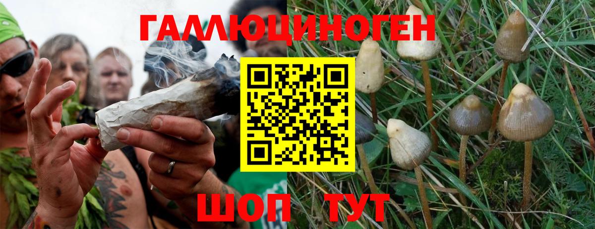 Галлюциногенные грибы Psilocybe Севастополь